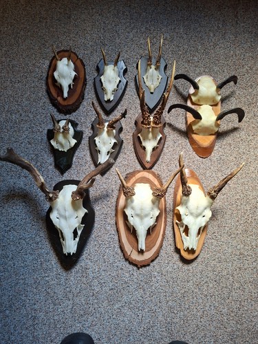Jagd trophäe rehgeweih - x,