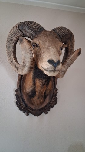 Mufflon widder kopf jagd - mufflon-widder,