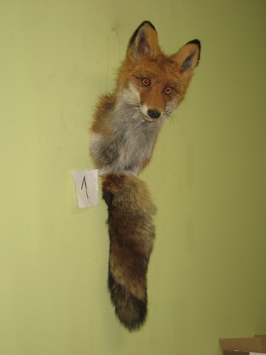 Fuchs kopf präparat - fuchs,