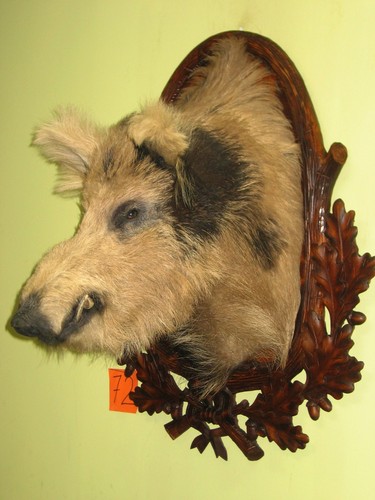 Wildschweinkopf groß - (72), +