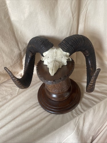 Mufflon jagdtrophäe schädel - mufflon,