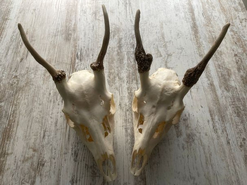 Damhirsch - 2x,
