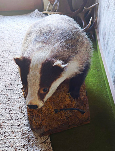 Tierpräparat dachs auf - tierpräparat,