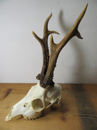 Kapitales rehgeweih 422 - kapitales, g