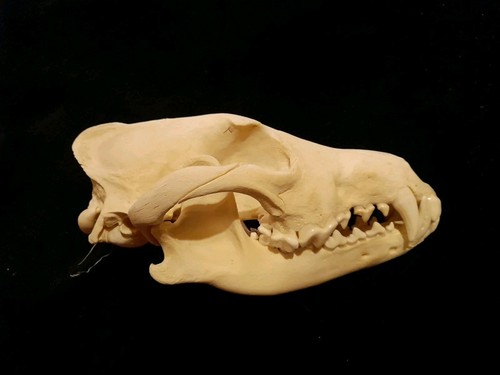 Großer hundeschädel hund - großer,