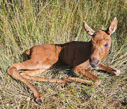 Elch elchkalb tierpräparat - elch,