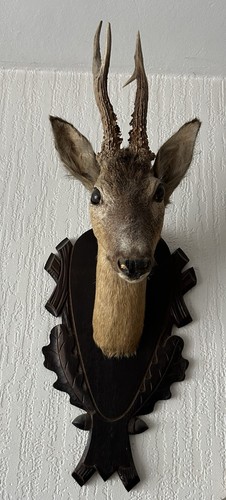 Reh tierpräparat rehbock - reh,