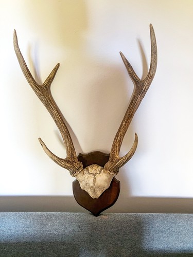 Hirsch geweih ender - 6,