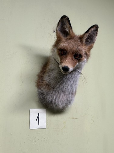 Fuchs kopf präparat red - präparat,,