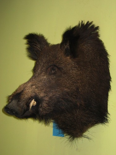 Wildschweinkopf sehr groß - , (1)