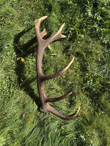 Kapitale hirsch abwurfstange - kapitale,