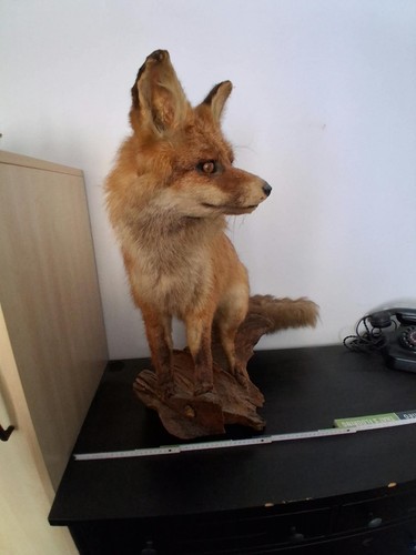 Tierpräparat fuchs auf - tierpräparat,