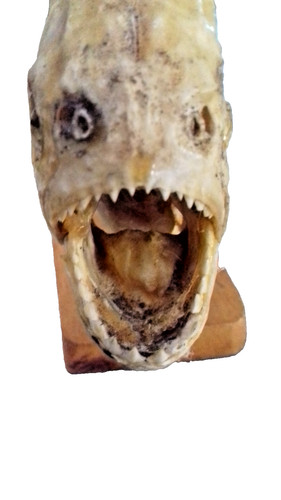 Piranha fisch präparat - piranha,