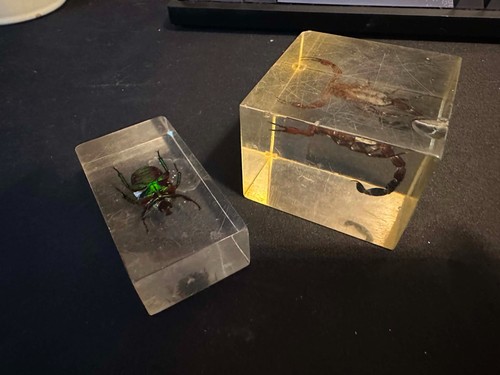 Taxadermy insekten ausgestopft - insekten,