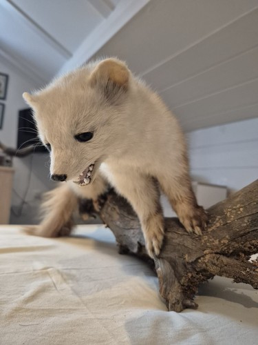 Echtes tierpräparat marder - echtes,