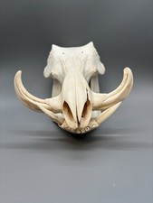 Warzenschweinschädel