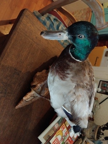 Ente tierpräparat - ente,