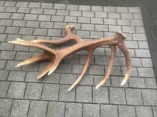Abwurfstange rothirsch deko - rothirsch,