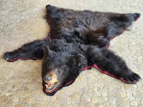Präparat schwarzbär fell - präparat,