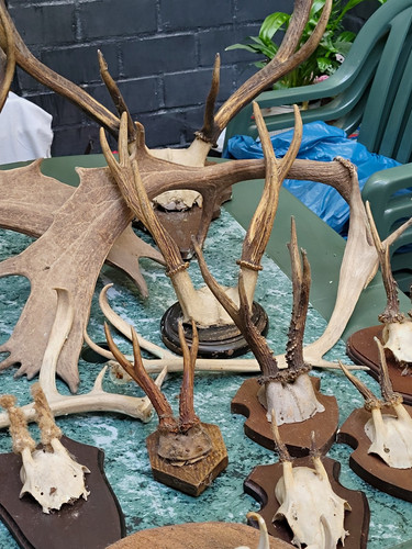 Geweihe trophäe set - trophäe, 6