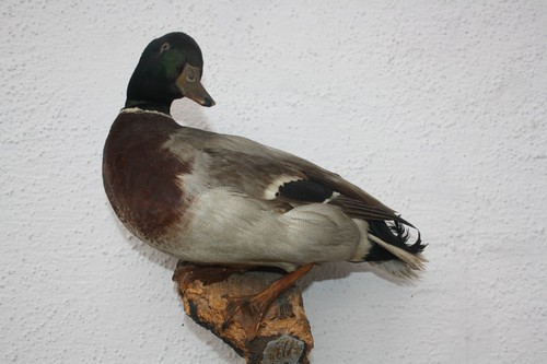 Tierpräparat ente stockente - ente,,