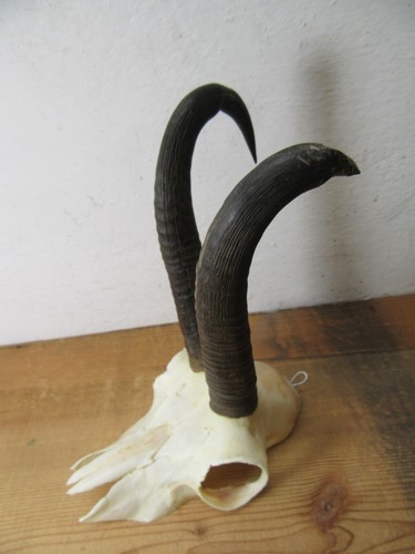 Starke abnorme gams gamsbock - abnorme,