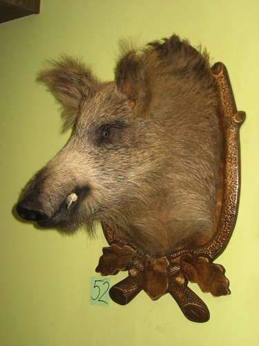 Wildschweinkopf groß - , +
