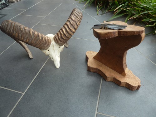 Mufflon widder geweih - mufflon,
