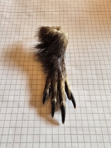 Nutria pfote rechte hand - pfote, ca