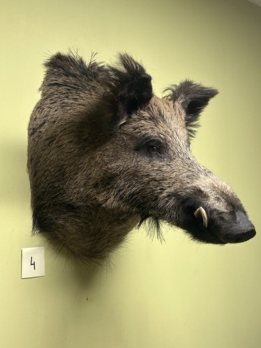 Wildschweinkopf sehr groß