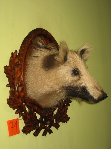 Wildschweinkopf mittel - , +