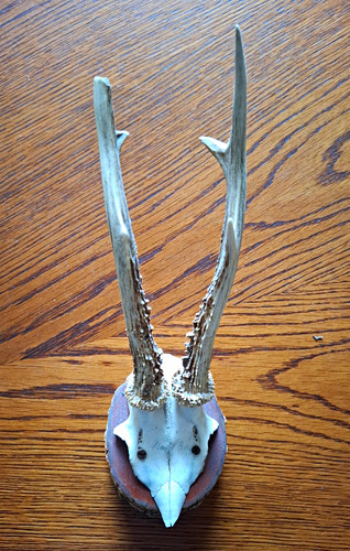 Rehbock rehgeweih jagdtrophäe - rehbock,