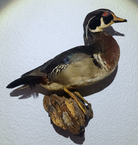 Schönes präparat einer ente - einer, ente/