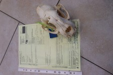 Pumaschädel Puma puma