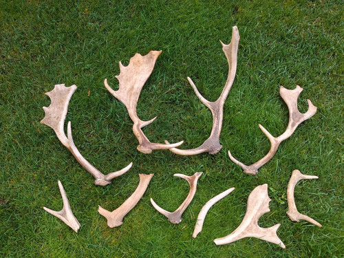 Damhirsch abwurfstangen und - damhirsch,
