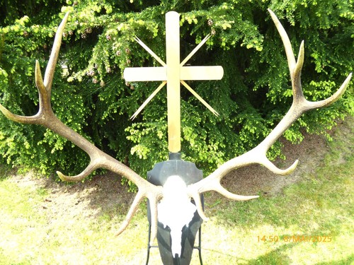 Jagd hirsch wild - , trophäe