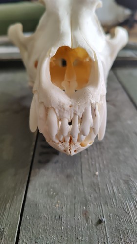 Schädel echt dog - echt,