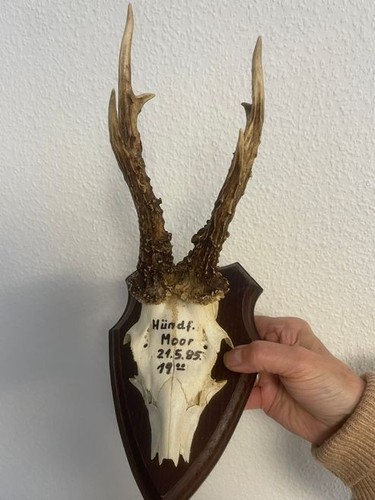 Rehbock rehgeweih geweih - l5,