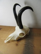 Starke Gams Gamsbock Gämse