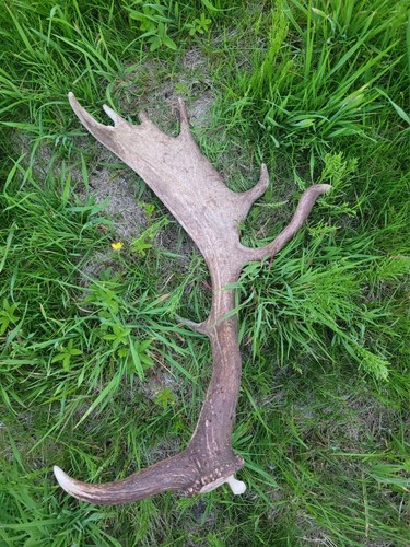 Abwurfstange damhirsch - abwurfstange,