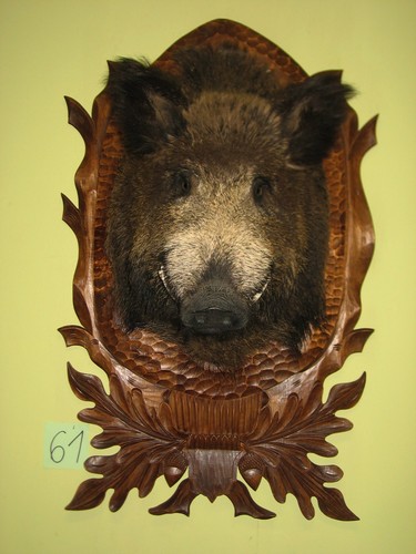 Wildschweinkopf groß - (61), +