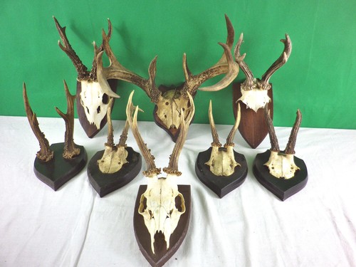 Jagdtrophäen geweihe gehörn - jagdtrophäen,