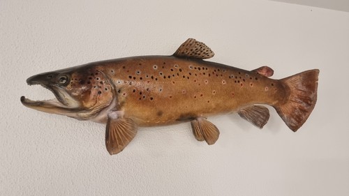 Bachforelle fischpräparat - bachforelle,