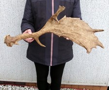 Damhirsch Abwurfstange