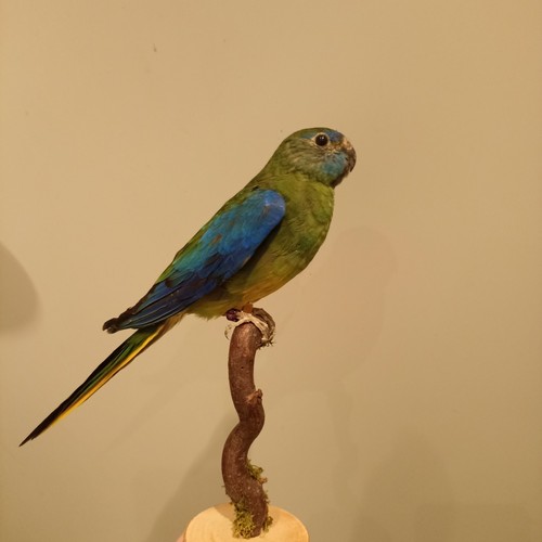 Schön sittich vogel präparat - schön,
