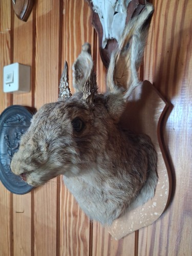 Hase hasenkopf mit geweih - hasenkopf,