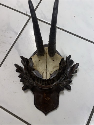 Gamsgeweih grucken gams - gams, auf