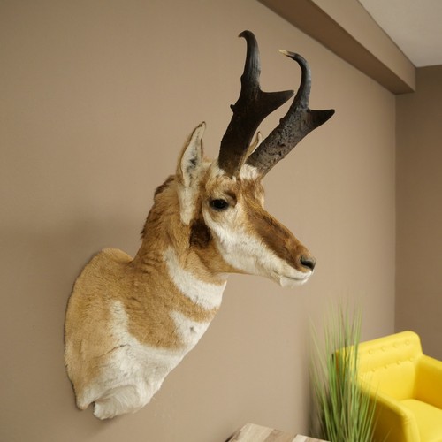Gabelbock pronghorn - gabelbock,