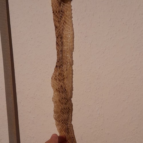Schlangenhaut reptilie - –,