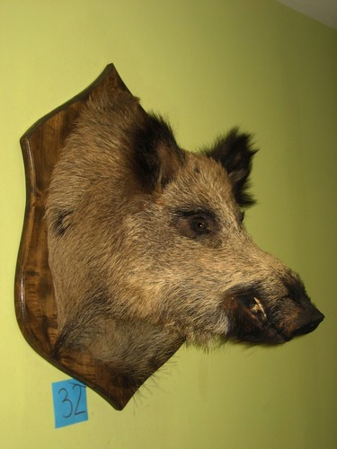 Wildschweinkopf groß - , (32)